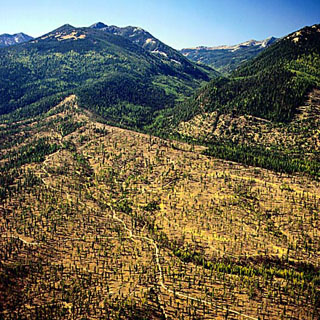 1990 timber harvest of Little Muddy Creeek area